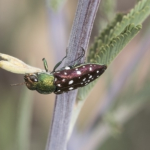 Diphucrania leucosticta at Hawker, ACT - 10 Mar 2019