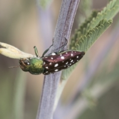 Diphucrania leucosticta (White-flecked acacia jewel beetle) at Hawker, ACT - 10 Mar 2019 by Alison Milton