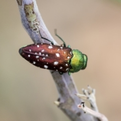 Diphucrania leucosticta at Hawker, ACT - 10 Mar 2019