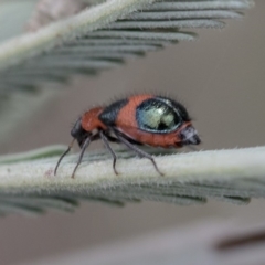 Dicranolaius cinctus (Notched-leg Red & Blue Flower Beetle) at Dunlop, ACT - 10 Mar 2019 by AlisonMilton