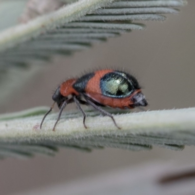 Dicranolaius cinctus (Notched-leg Red & Blue Flower Beetle) at Dunlop, ACT - 10 Mar 2019 by AlisonMilton