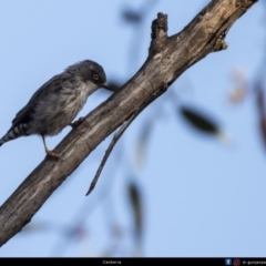 Daphoenositta chrysoptera (Varied Sittella) at Mulligans Flat - 9 Mar 2019 by gunjanpandey