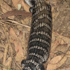 Tiliqua scincoides scincoides (Eastern Blue-tongue) at Kioloa, NSW - 10 Mar 2019 by DerekC