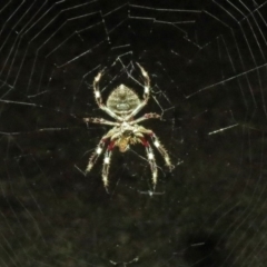 Socca pustulosa at Macarthur, ACT - 11 Mar 2019 10:25 PM