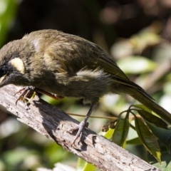 Meliphaga lewinii (Lewin's Honeyeater) at Murramarang National Park - 10 Mar 2019 by DerekC