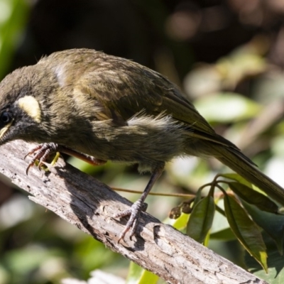 Meliphaga lewinii (Lewin's Honeyeater) at Murramarang National Park - 10 Mar 2019 by DerekC