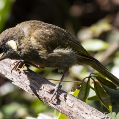 Meliphaga lewinii (Lewin's Honeyeater) at Cockwhy, NSW - 10 Mar 2019 by DerekC