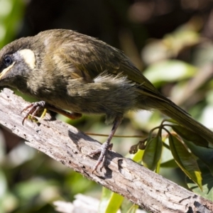 Meliphaga lewinii at Cockwhy, NSW - 10 Mar 2019