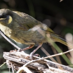 Meliphaga lewinii at Cockwhy, NSW - 10 Mar 2019 04:48 PM