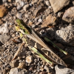 Gastrimargus musicus (Yellow-winged Locust or Grasshopper) at Cockwhy, NSW - 10 Mar 2019 by DerekC