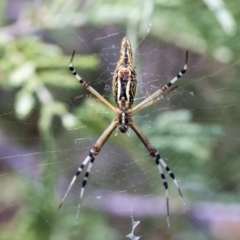 Argiope protensa (Long-tailed Argiope) at Dunlop, ACT - 10 Mar 2019 by Alison Milton