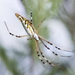 Argiope protensa at Dunlop, ACT - 10 Mar 2019