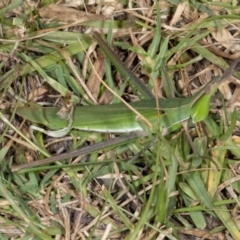 Acrida conica (Giant green slantface) at Cockwhy, NSW - 10 Mar 2019 by DerekC