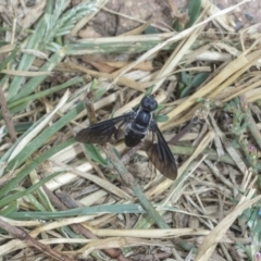 Pseudopenthes fenestrata (Window-winged bee fly) at Hawker, ACT - 10 Mar 2019 by AlisonMilton