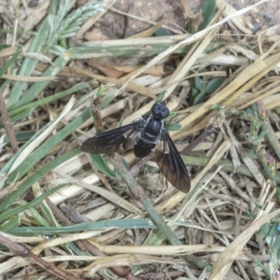 Pseudopenthes fenestrata (Window-winged bee fly) at Hawker, ACT - 10 Mar 2019 by Alison Milton