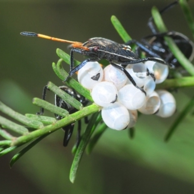 Theseus modestus (Gum tree shield bug) at The Pinnacle - 8 Mar 2019 by Harrisi