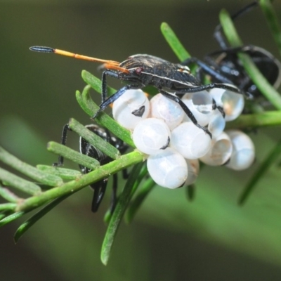 Theseus modestus (Gum tree shield bug) at Weetangera, ACT - 8 Mar 2019 by Harrisi