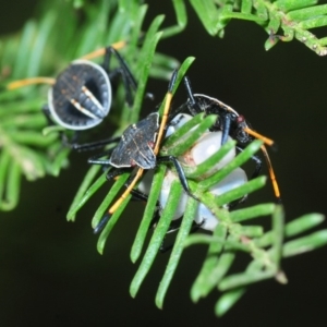 Theseus modestus at Weetangera, ACT - 8 Mar 2019 04:22 PM