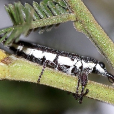 Rhinotia sparsa (A belid weevil) at Mount Ainslie - 26 Jan 2019 by jb2602