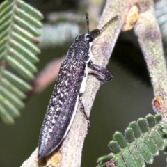 Rhinotia sparsa at Ainslie, ACT - 27 Jan 2019