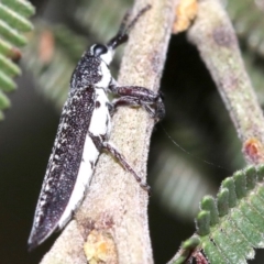 Rhinotia sparsa at Ainslie, ACT - 27 Jan 2019 07:20 AM