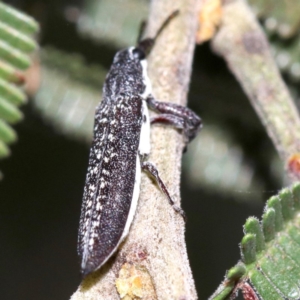 Rhinotia sparsa at Ainslie, ACT - 27 Jan 2019 07:20 AM