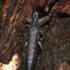 Rhinotia sparsa (A belid weevil) at Mount Ainslie - 8 Feb 2019 by jb2602