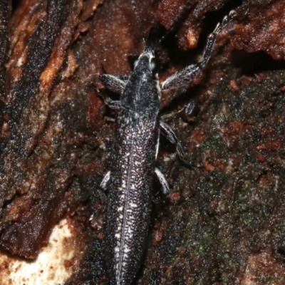 Rhinotia sparsa (A belid weevil) at Majura, ACT - 8 Feb 2019 by jb2602