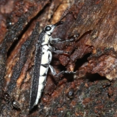 Rhinotia sparsa at Majura, ACT - 8 Feb 2019 10:25 PM