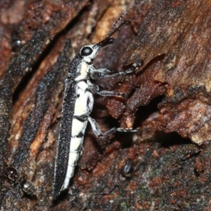 Rhinotia sparsa at Majura, ACT - 8 Feb 2019 10:25 PM