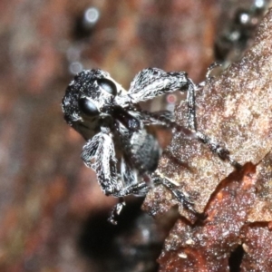 Rhinotia sparsa at Majura, ACT - 8 Feb 2019 10:25 PM