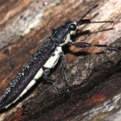 Rhinotia sparsa at Majura, ACT - 8 Feb 2019