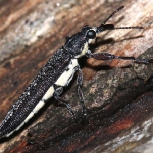 Rhinotia sparsa at Majura, ACT - 8 Feb 2019 10:25 PM