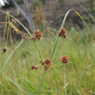Cyperus lhotskyanus (A Sedge) at Banks, ACT - 16 Feb 2019 by MichaelBedingfield