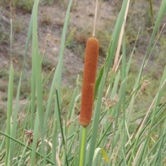 Typha orientalis (Broad-leaved Cumbumgi) at Banks, ACT - 16 Feb 2019 by michaelb