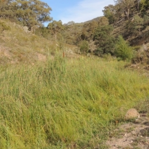 Typha orientalis at Banks, ACT - 16 Feb 2019 06:49 PM