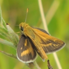 Taractrocera papyria (White-banded Grass-dart) at Rob Roy Range - 16 Feb 2019 by michaelb