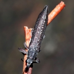 Rhinotia sparsa (A belid weevil) at Mount Ainslie - 8 Feb 2019 by jb2602