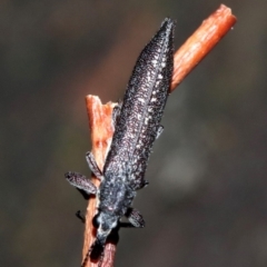 Rhinotia sparsa (A belid weevil) at Majura, ACT - 8 Feb 2019 by jbromilow50