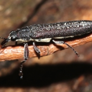 Rhinotia sparsa at Majura, ACT - 8 Feb 2019 10:23 PM