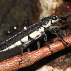 Rhinotia sparsa at Majura, ACT - 8 Feb 2019