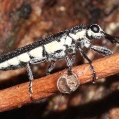 Rhinotia sparsa at Majura, ACT - 8 Feb 2019 10:23 PM