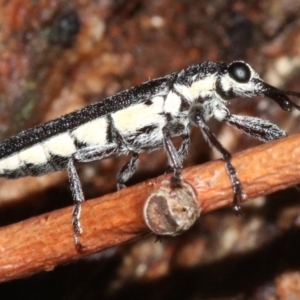 Rhinotia sparsa at Majura, ACT - 8 Feb 2019 10:23 PM