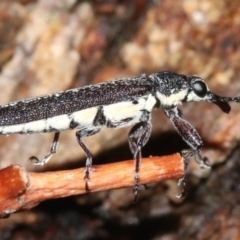 Rhinotia sparsa at Majura, ACT - 8 Feb 2019