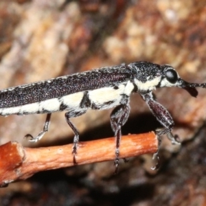 Rhinotia sparsa at Majura, ACT - 8 Feb 2019