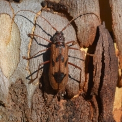 Phoracantha acanthocera (Bull's eye borer) at Kalaru, NSW - 6 Jan 2019 by DavidL.Jones