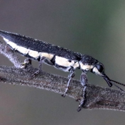 Rhinotia sparsa (A belid weevil) at Mount Ainslie - 1 Feb 2019 by jb2602