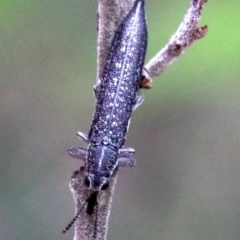 Rhinotia sparsa at Majura, ACT - 1 Feb 2019 02:56 PM