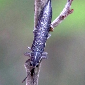 Rhinotia sparsa at Majura, ACT - 1 Feb 2019