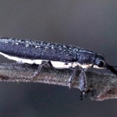 Rhinotia sparsa at Majura, ACT - 1 Feb 2019